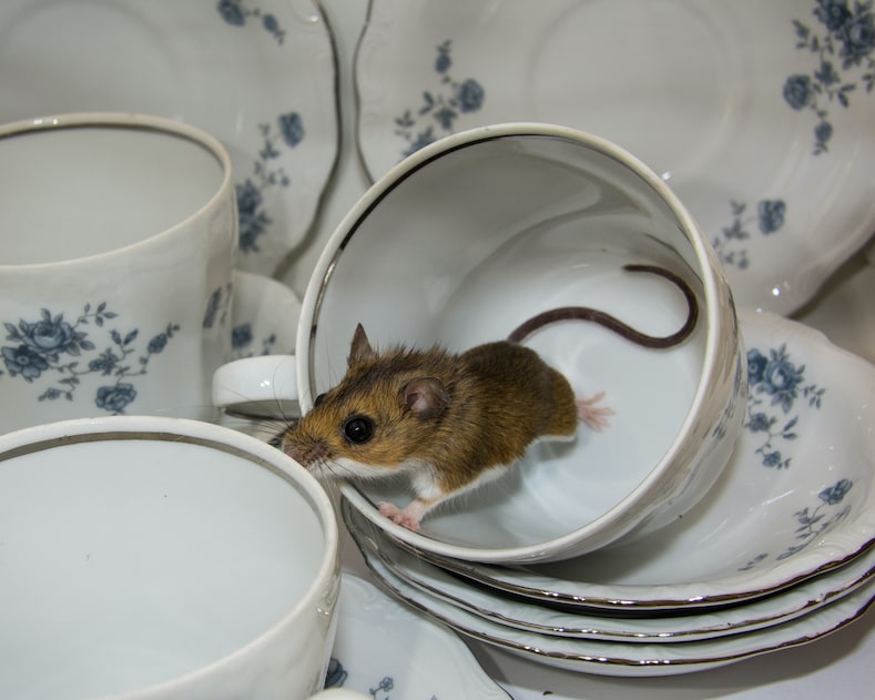 Eeeeek! A Mouse! Dealing with Rodents in Washington, D.C. Key Takeaways for Owners and Tenants